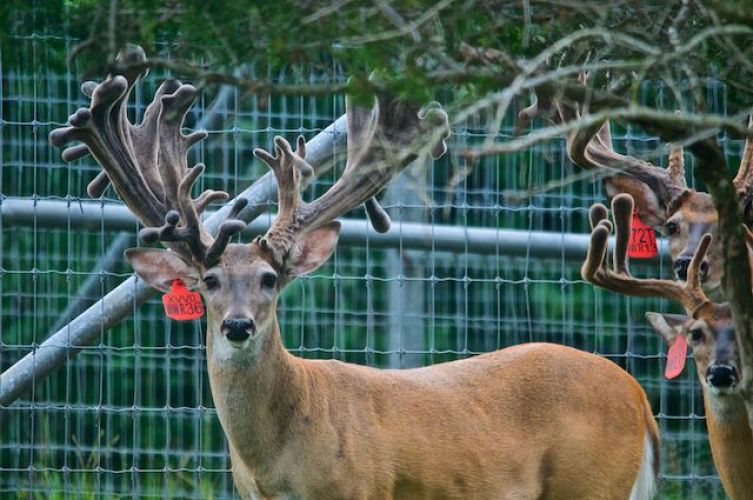 Ranch Pictures Cleghorn 4