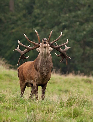 Langt væk Pengeudlån Jeg klager Red Deer - Valkyrie Ranch